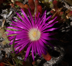 Carpobrotus modestus