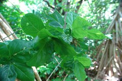 Cordia subcordata