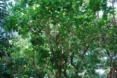 Cordia subcordata