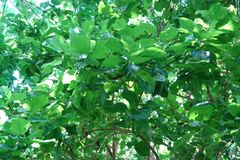 Cordia subcordata