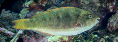Scarus rivulatus
