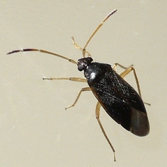 Ceratocapsus