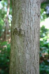 Cordia subcordata
