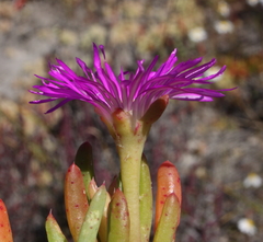 Carpobrotus modestus
