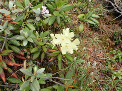 Rhododendron aureum
