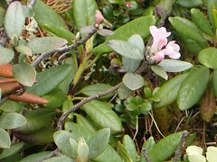 Rhododendron adamsii