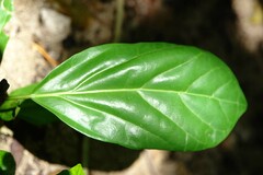 Premna serratifolia