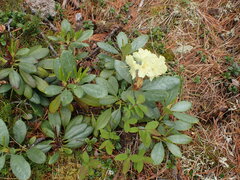 Rhododendron aureum
