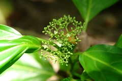Premna serratifolia