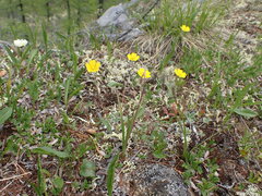 Potentilla nivea