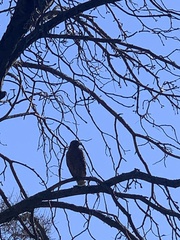 Buteo lineatus