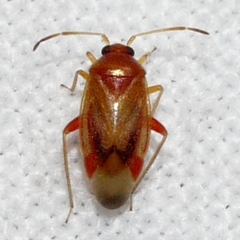 Ceratocapsus