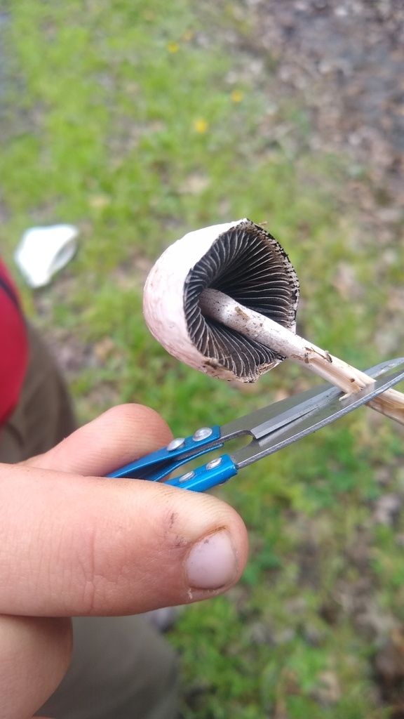 Panaeolus antillarum · August 2022 · photo: © lechuzoologo (iNaturalist, cc-by)