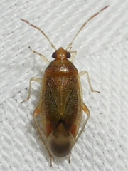 Ceratocapsus