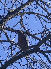 Buteo lineatus