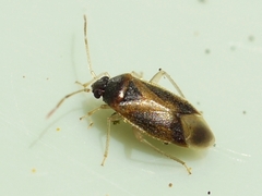 Ceratocapsus