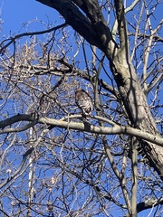 Buteo lineatus