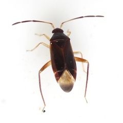Ceratocapsus