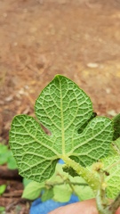 Microsechium helleri