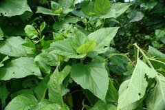 Wollastonia biflora