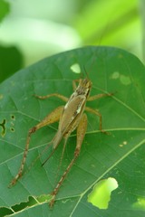 Cardiodactylus novaeguineae