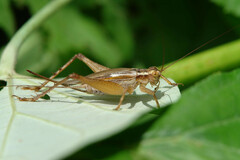 Cardiodactylus novaeguineae