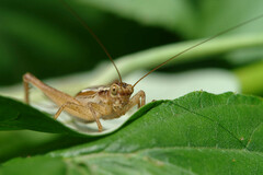 Cardiodactylus novaeguineae