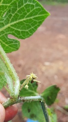 Microsechium helleri