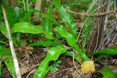 Microsorum punctatum