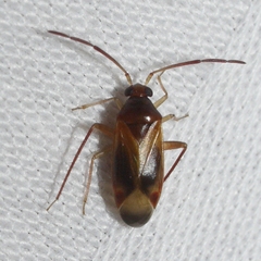 Ceratocapsus modestus