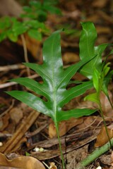 Microsorum scolopendria