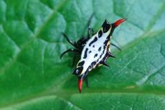 Gasteracantha westringi