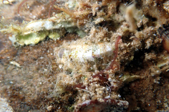 Craspedoplax variabilis