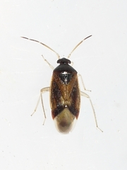 Ceratocapsus