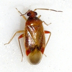 Ceratocapsus