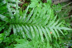 Microsorum scolopendria