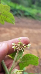 Microsechium helleri