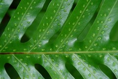 Microsorum scolopendria