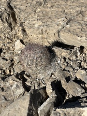 Escobaria chlorantha