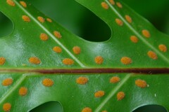 Microsorum scolopendria