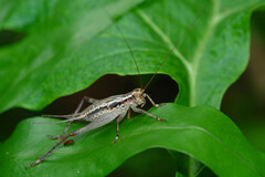 Cardiodactylus novaeguineae