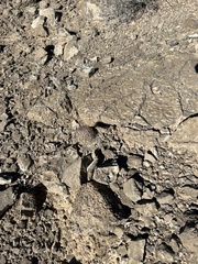 Escobaria chlorantha