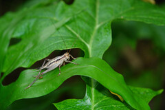 Cardiodactylus novaeguineae