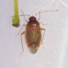 Ceratocapsus
