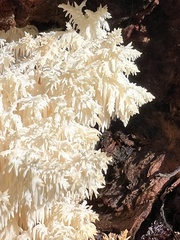 Hericium abietis