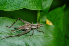 Cardiodactylus novaeguineae