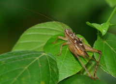 Cardiodactylus novaeguineae
