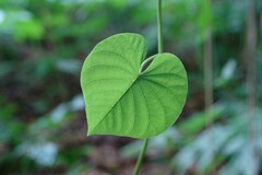 Ipomoea violacea