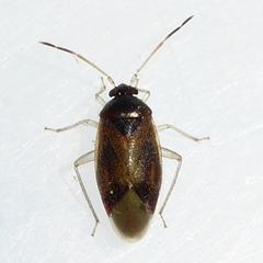 Ceratocapsus