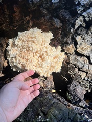 Hericium abietis